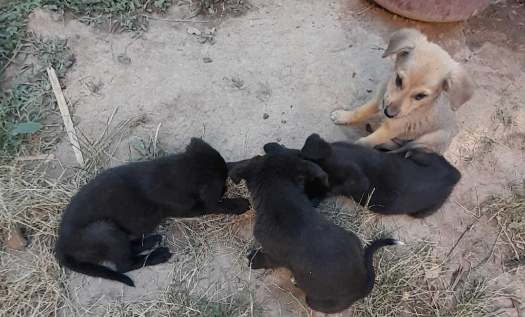 BLUE (ex EDIE) - Chiot femelle croisée de taille moyenne à l'âge adulte - Née environ en Mars 2022 - Adoptée par Lucie en France  29211610