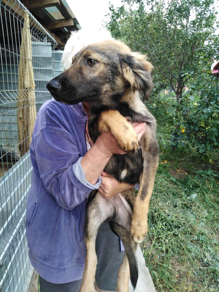 MAXIMUS (ex RIGATONI) - Chiot mâle croisé de taille moyenne à grande à l'âge adulte - Né environ en Février 2022 - Refuge de Monica - Adopté par STUDENKA en France  29278210