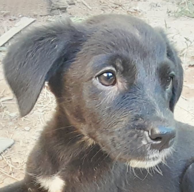 BLUE (ex EDIE) - Chiot femelle croisée de taille moyenne à l'âge adulte - Née environ en Mars 2022 - Adoptée par Lucie en France  29293210