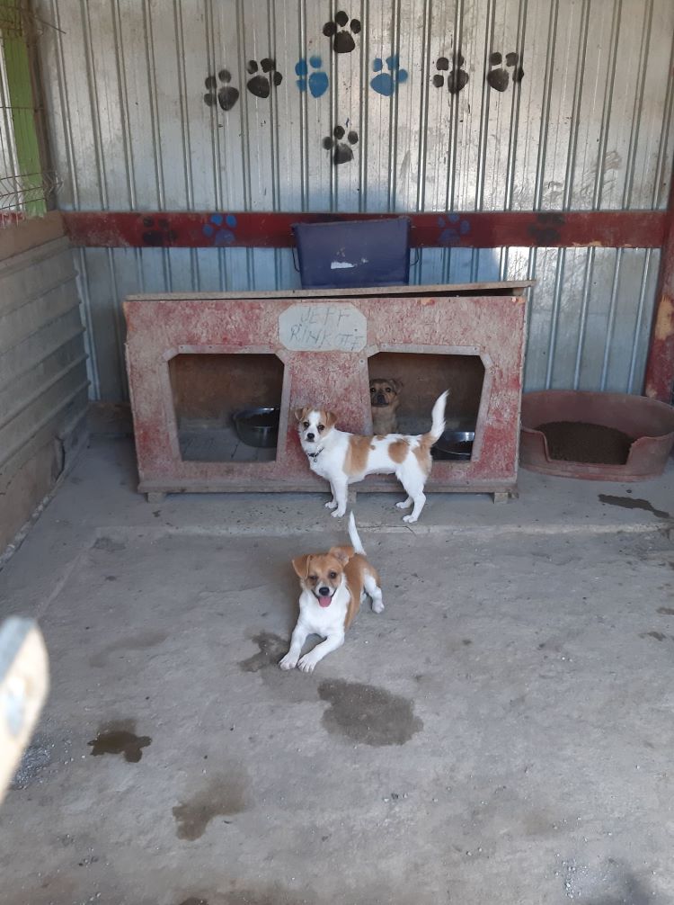 WENDY - Femelle croisée de petite taille (6,7 kg) - Née environ en Février 2022 - Refuge de Oana - Adoptée par Fabrice en Belgique  29342311