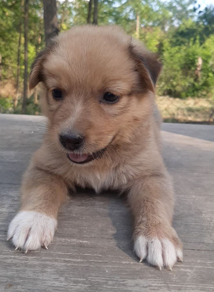 STELLA (ex PALOMA) - Chiot femelle croisée de taille moyenne à l'âge adulte - Née environ en fin Juin 2022 - Refuge de Camelia - Adoptée par Isabelle en France  29401512