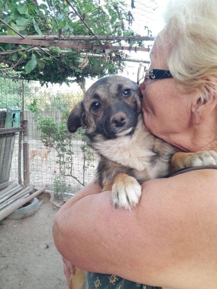 THÉMIS (ex TOUSHA) - Chiot femelle de petite taille à l'âge adulte - Née environ en Décembre 2021 -  Adoptée par Delphine en France 29403510