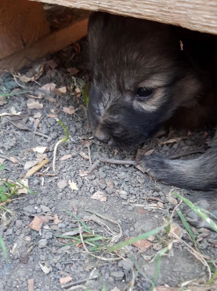 MORENO - Chiot mâle croisé de taille moyenne à l'âge adulte - Né environ en fin Juin 2022 - Refuge de Camelia - Réservé via une autre association 29456010