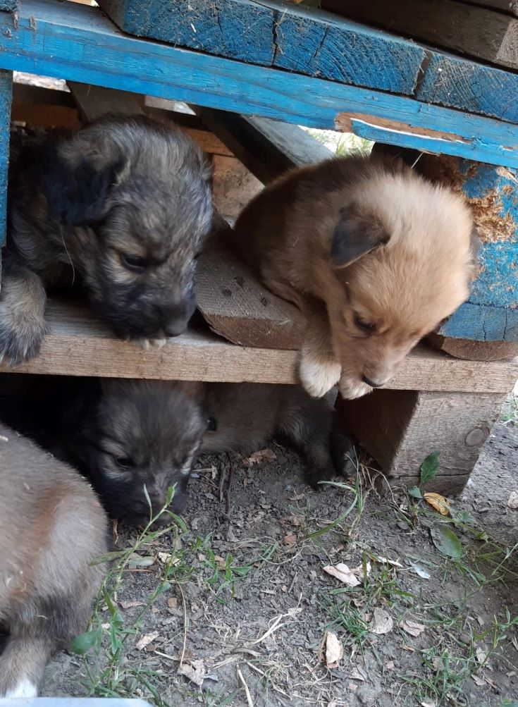 LITCHI (ex FREDDY) - Chiot mâle croisé de taille moyenne à l'âge adulte - Né environ en fin Juin 2022 - Refuge de Camelia - Adopté par Béatrice en France  29469510