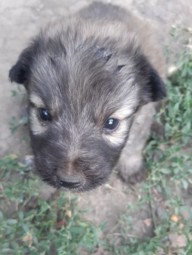 MORENO - Chiot mâle croisé de taille moyenne à l'âge adulte - Né environ en fin Juin 2022 - Refuge de Camelia - Réservé via une autre association 29473110