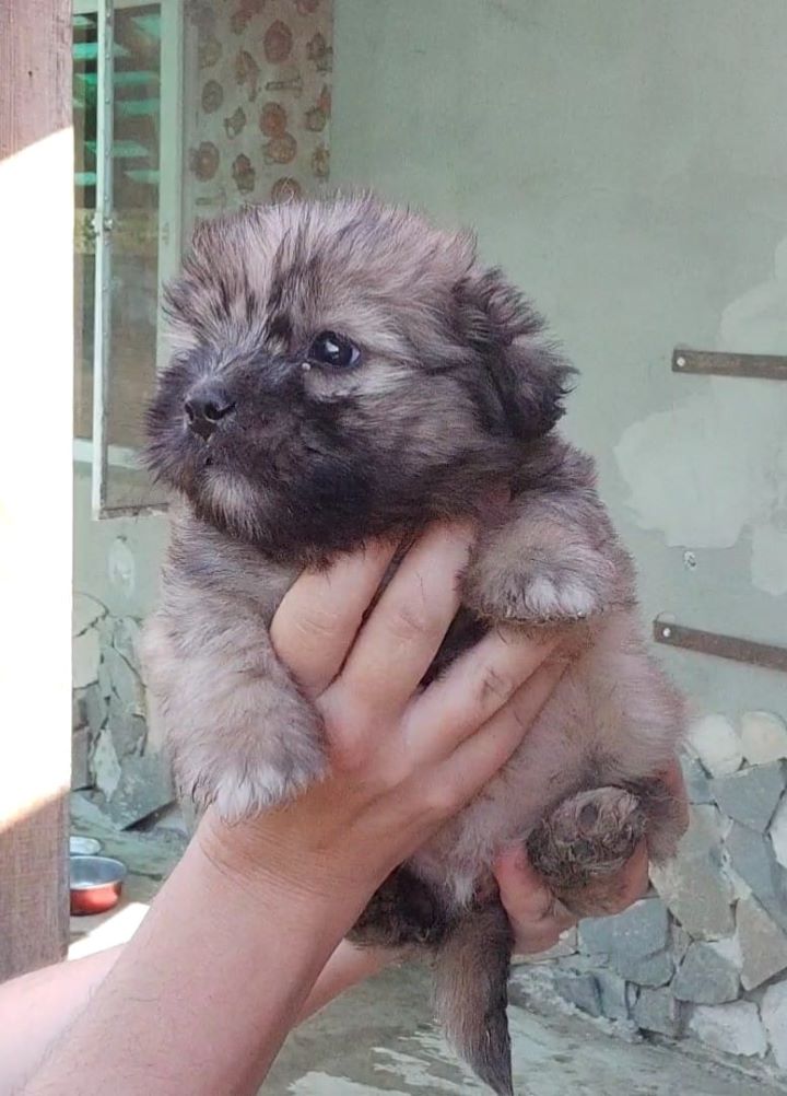 GIZMO - Chiot mâle croisé de petite taille à l'âge adulte - Né environ en Juin 2022 - Refuge de Mihaela - Décédé  29539810