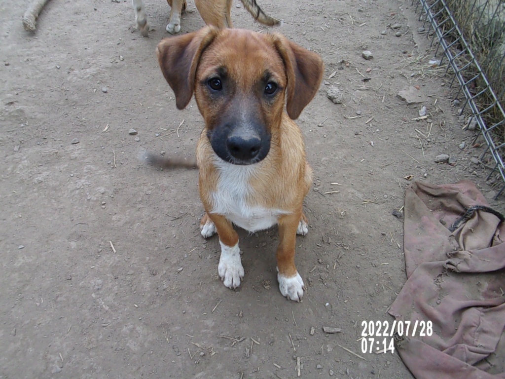 TIAGO (ex GRUU) - Chiot mâle croisé de taille petite à moyenne à l'âge adulte - Né environ en Avril 2022 - refuge de Mihaela - Adopté par Sandrine en France 29657311