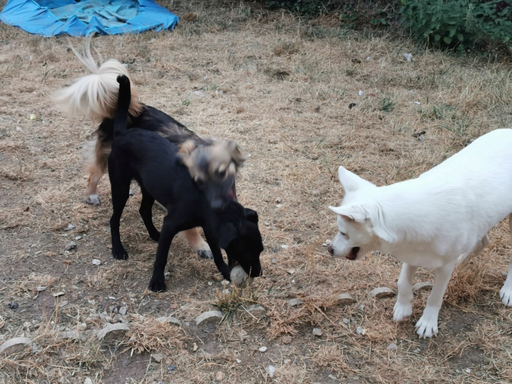 ARES - Chiot mâle croisé de petite taille à l'âge adulte - Né environ en Février 2022 - Adopté par Nelly en France  29718610