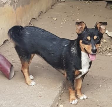 LUCY - Femelle croisée de petite taille (7 kg) - Née environ en 2021 - Adoptée par Georgette en France  29739710