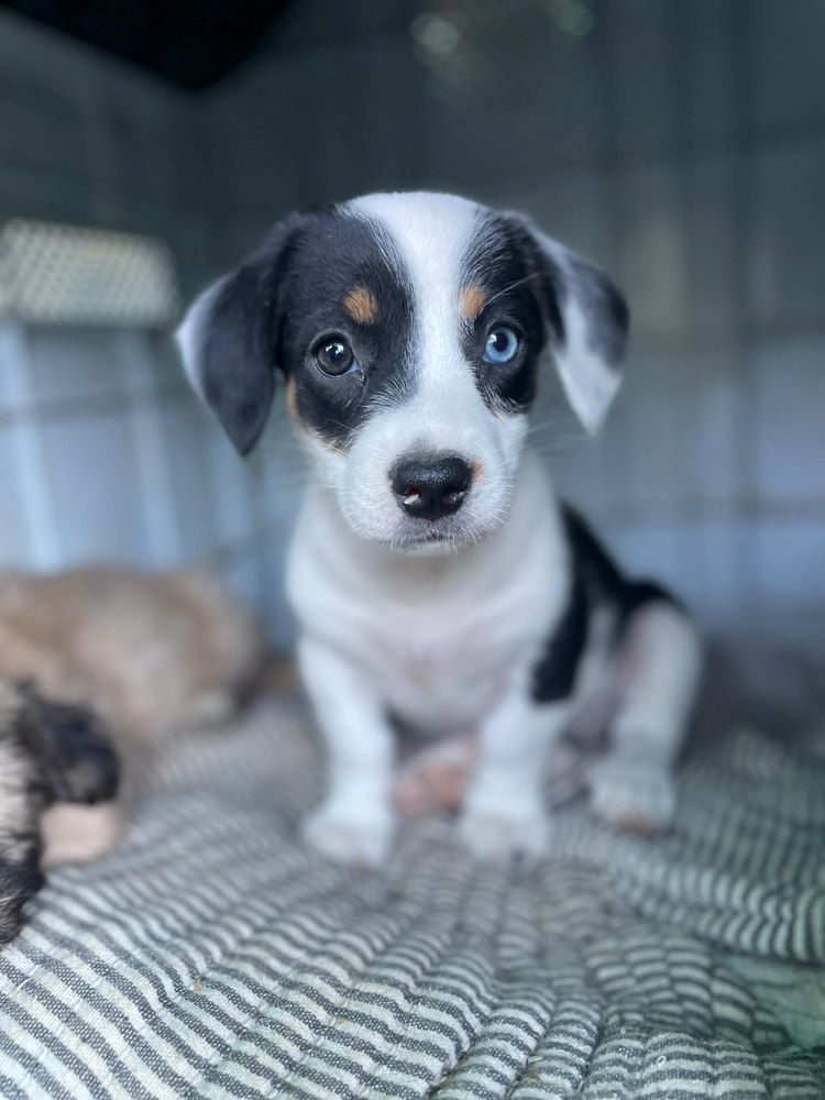 GAELIA - Chiot femelle croisée de petite taille à l'âge adulte - Née environ en Juin 2022 - Refuge de Mihaela - Réservée à l'adoption par Aline en France - Décédée  29740310