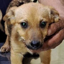 JANIS - Chiot femelle croisée de petite taille à l'âge adulte - Née environ en Mai 2022- Adoptée par Isabelle en Belgique  29823811