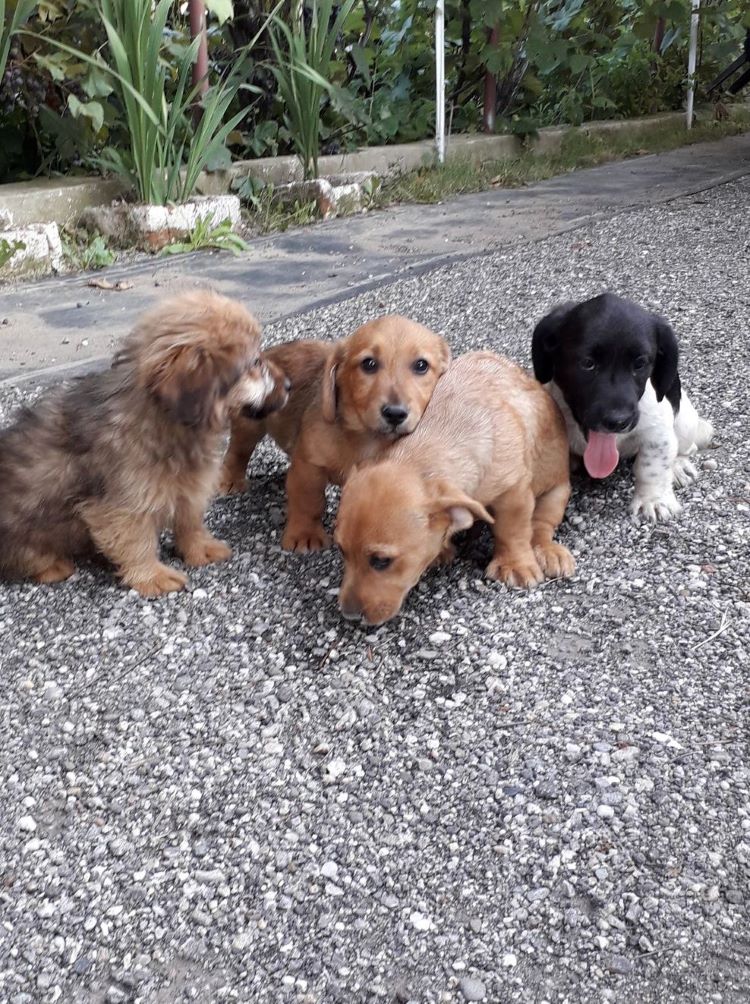 ATHOS - Chiot mâle croisé de petite taille à l'âge adulte - Né environ en Mai 2022 - Adopté par Valérie en France  29914910