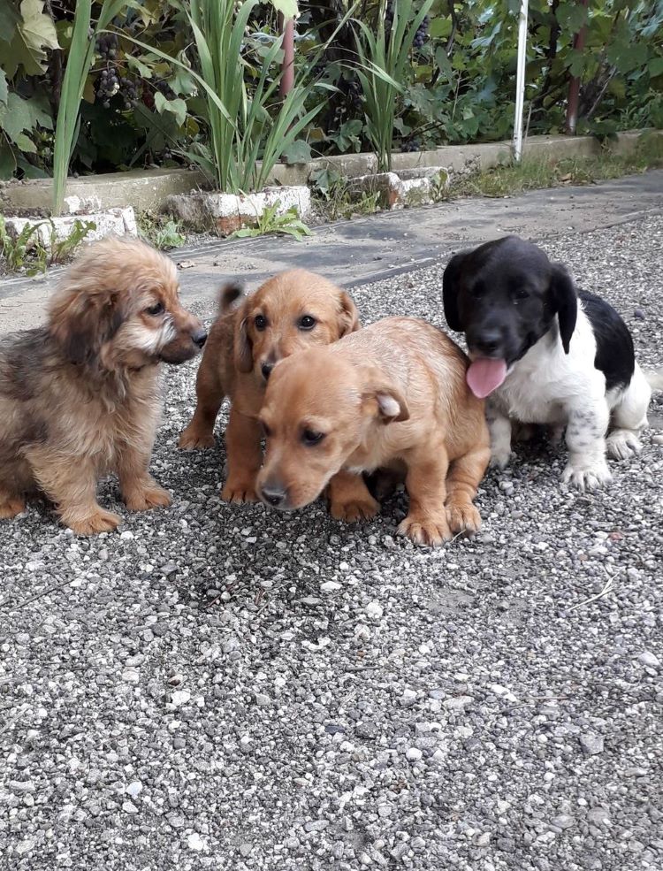 ATHOS - Chiot mâle croisé de petite taille à l'âge adulte - Né environ en Mai 2022 - Adopté par Valérie en France  29917110