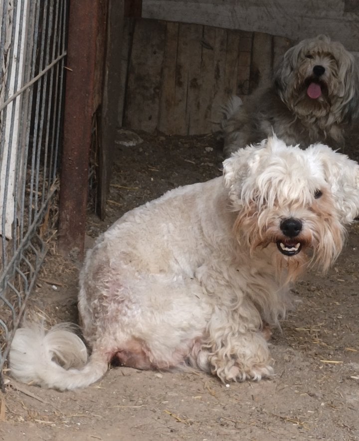 TONY - Mâle Bichon de petite taille - Né environ en 2019 - Adoptée par Anne Marie en Belgique 30113111