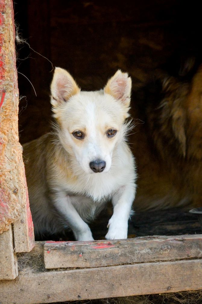 TRINITY - Femelle croisée Chihuahua de petite taille - Née environ en 2020 - Refuge de Monica  30144610