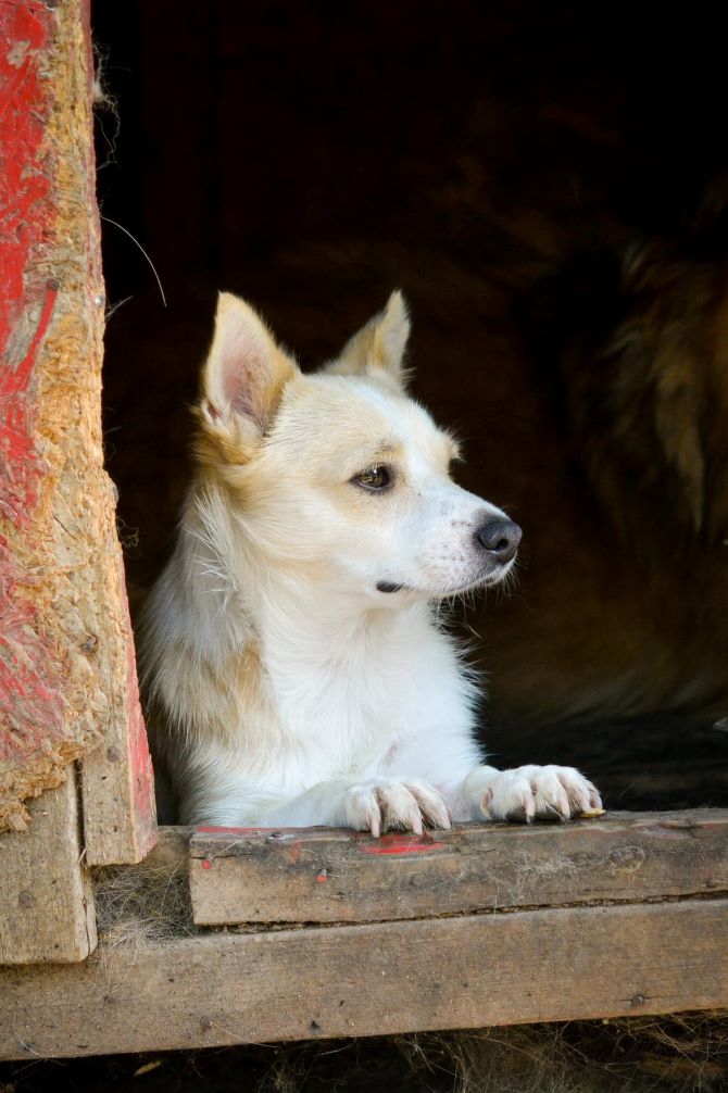 TRINITY - Femelle croisée Chihuahua de petite taille - Née environ en 2020 - Refuge de Monica  30153410