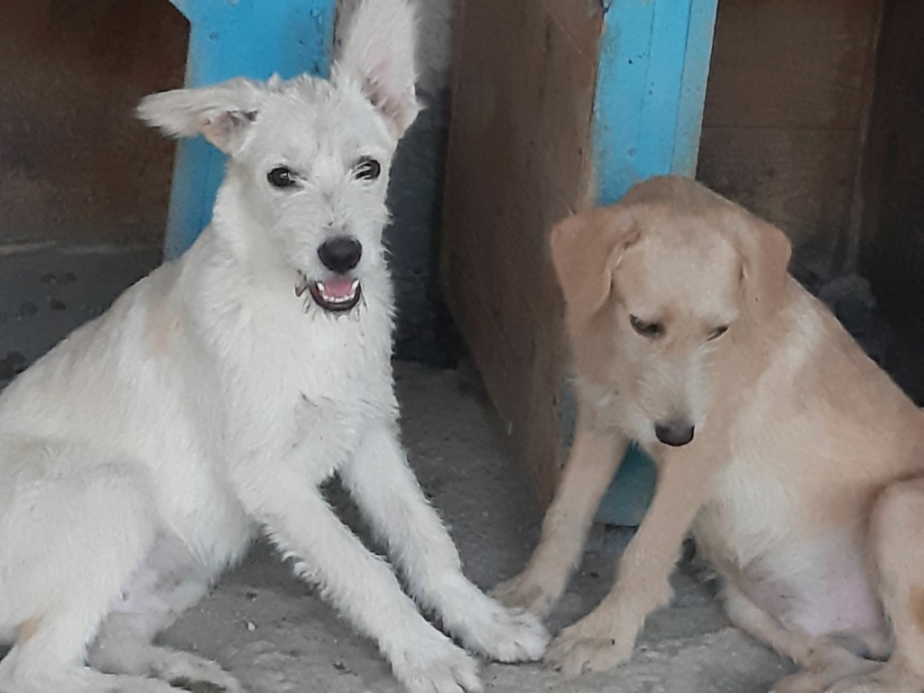 BLANCO - Mâle croisé de taille moyenne (15 kg) - Né environ en Février 2022 - Refuge de Oana- Réservé à l'adoption par Melody en France( département 46) 30222410