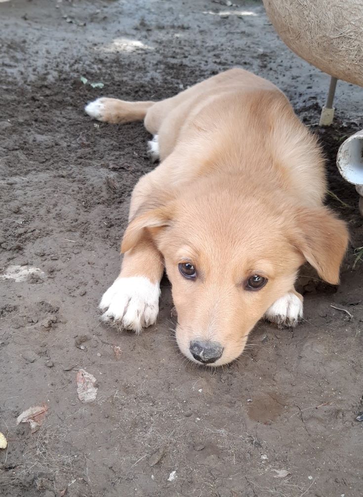 STELLA (ex PALOMA) - Chiot femelle croisée de taille moyenne à l'âge adulte - Née environ en fin Juin 2022 - Refuge de Camelia - Adoptée par Isabelle en France  30504510