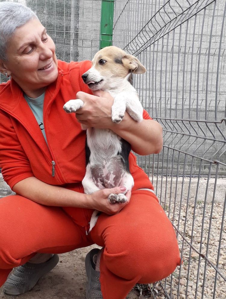 ARUM - Chiot mâle croisé de petite taille à l'âge adulte - Né environ en Juin 2022 - Adopté par Carmela en Belgique  30569411