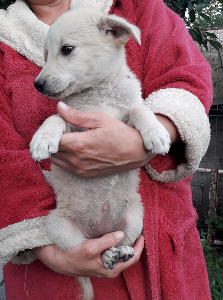 LUA (ex ELISABETH) - Chiot femelle de taille moyenne à l'âge adulte - Née environ en Juin 2022 - Adoptée par Cristiana en Belgique  30620710