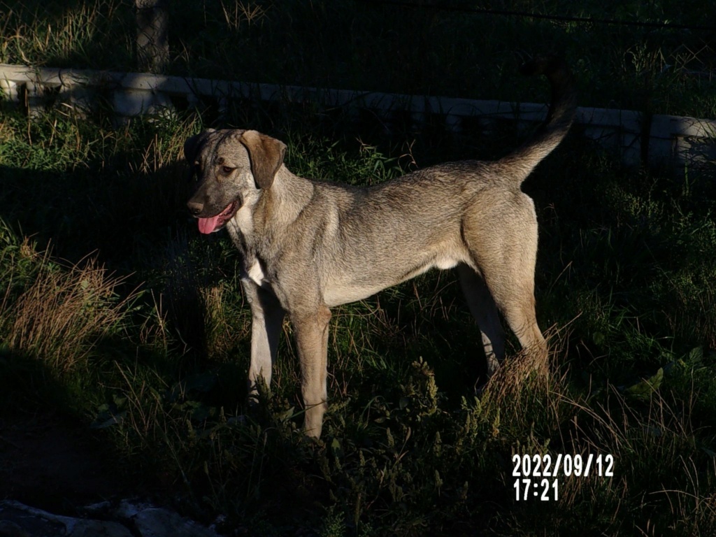 PUMBA (Pablo) - Mâle croisé de taille moyenne - Né environ en Janvier 2022 30629411