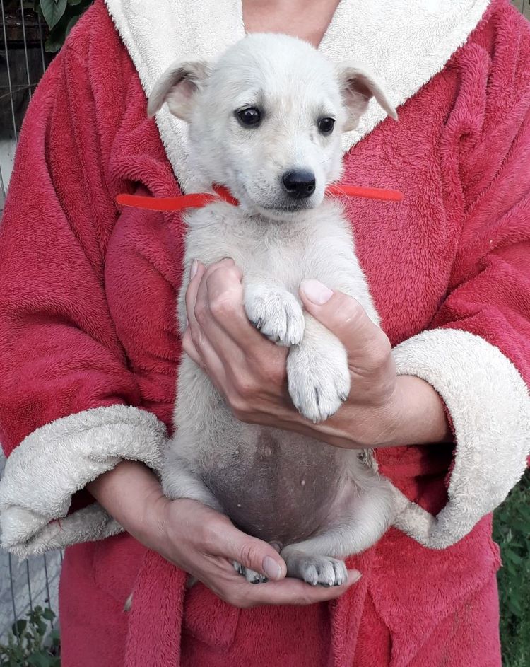 MOON (ex DIANA) - Chiot femelle croisée de taille moyenne à l'âge adulte - Né environ en Juin 2022 - Adoptée par Celia en France (dpt 74)  30637310