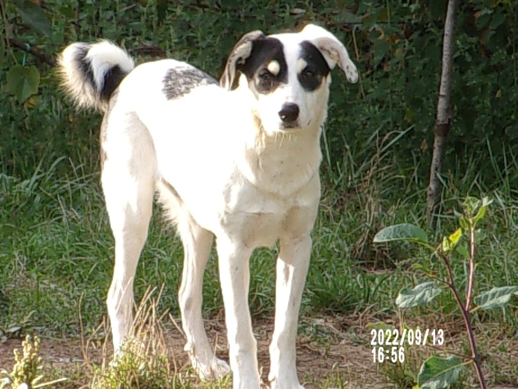 GEORGE - Mâle croisé de taille moyenne - Né environ en Janvier 2022 - Refuge de Mihaela 30696610