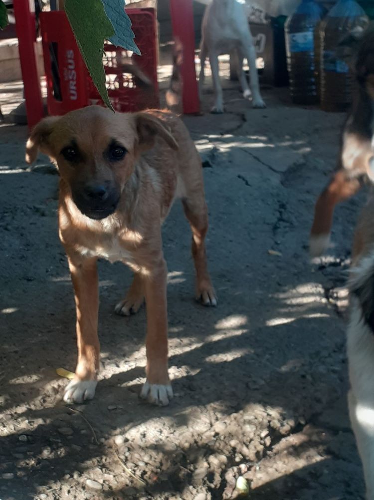 CORTADO  - Chiot mâle croisé de taille moyenne à l'âge adulte - Né environ en Mai 2022 - Refuge de Monica 30717710