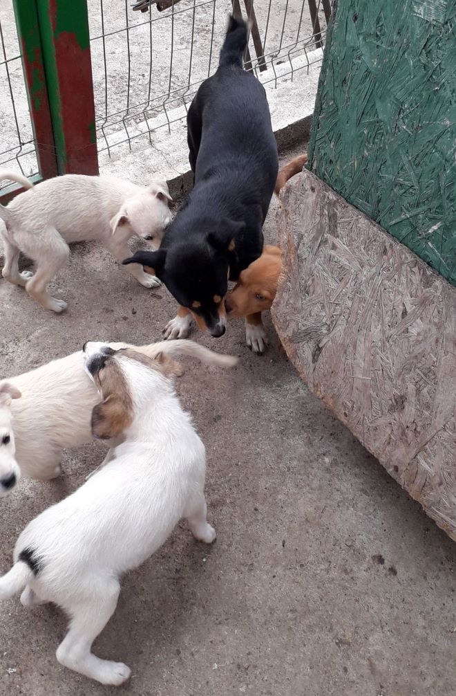 TAÏKO (ex CHARLES) - Chiot mâle croisé de taille moyenne à l'âge adulte - Né environ en Juin 2022 - Adopté par Guy en France (dpt 74) 30792412