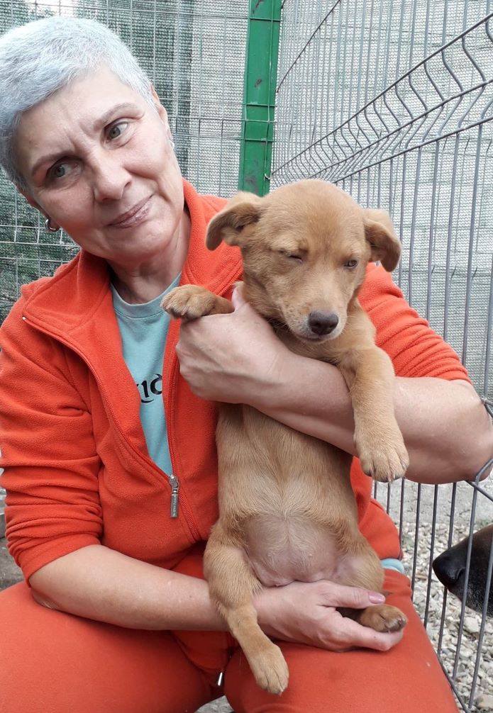 SORA (ex ALCEE) - Chiot femelle de petite taille à l'âge adulte - Née environ en Juin 2022 - Adoptée par Emma en France  30818710