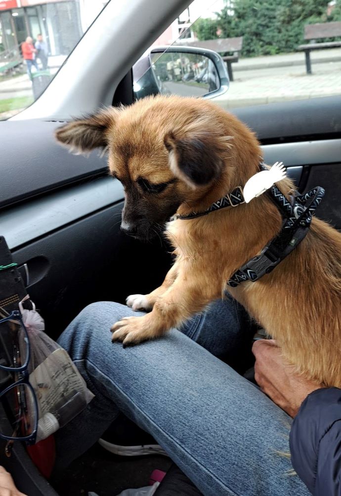 ELLA - Femelle croisée de petite taille (4,5 kg) - Née environ en 2021 - Adoptée par Elodie en France  30849210