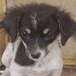 MIA (ex CAMILA) - Chiot femelle croisée de taille petite à moyenne à l'âge adulte - Née environ en Mai 2022 - Adoptée par Anaïs en Belgique 30849612