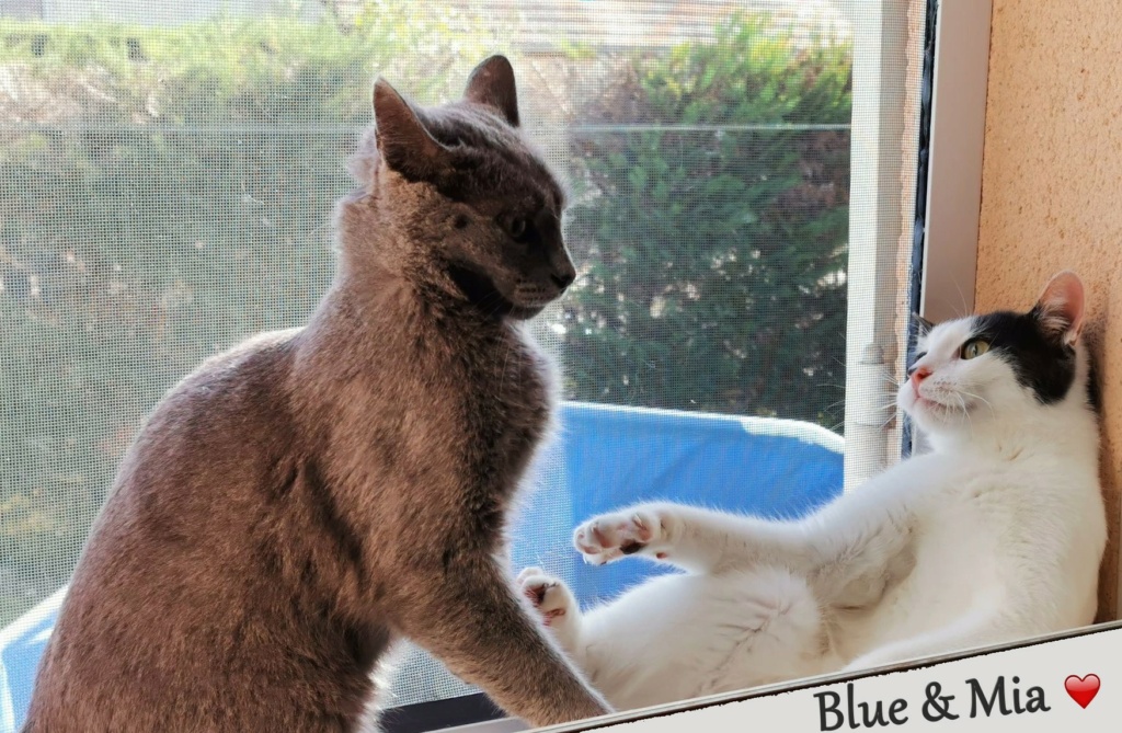 BLUE - Chaton mâle type Bleu Russe - Né environ en Août 2021 - Adopté par Nelly en France  30943810