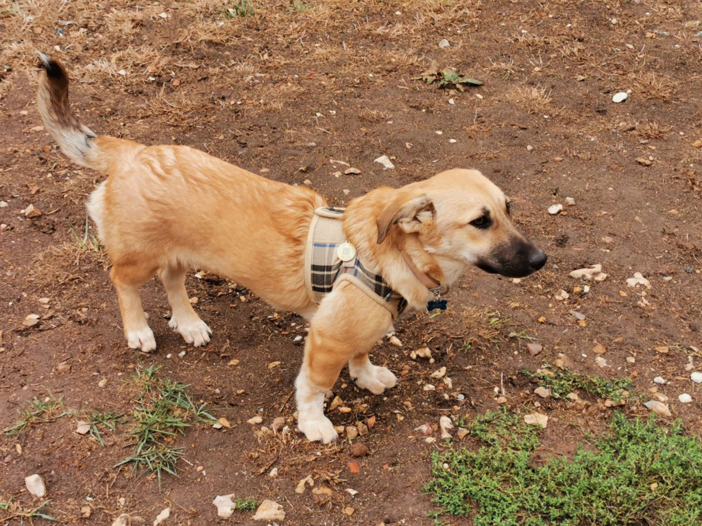 VALEYA (ex VALEA) - Chiot femelle croisée de petite taille à l'âge adulte - Née environ en Avril 2022 - Adoptée par Angélique en France (dpt 62)  30969810