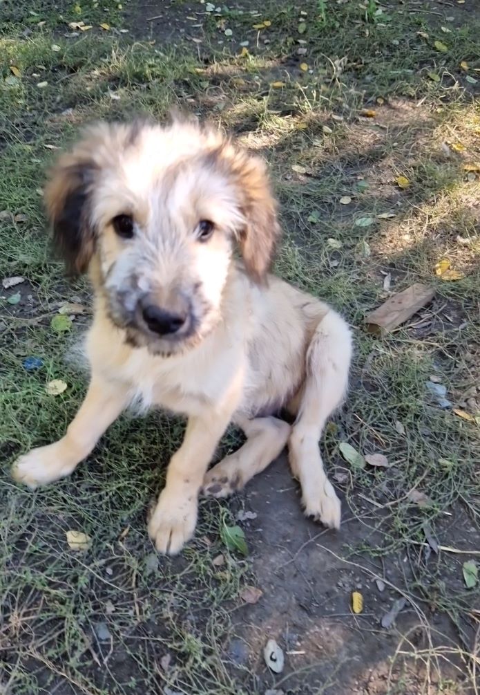 MORENO - Chiot mâle croisé de taille moyenne à l'âge adulte - Né environ en fin Juin 2022 - Refuge de Camelia - Réservé via une autre association 31024910