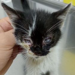 LUMOS - Chaton mâle - Aveugle - Né environ en Juillet 2022 - Adopté par Frédéric en Belgique 31044810