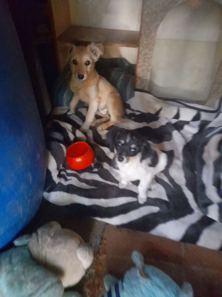 MIA (ex CAMILA) - Chiot femelle croisée de taille petite à moyenne à l'âge adulte - Née environ en Mai 2022 - Adoptée par Anaïs en Belgique 31054010