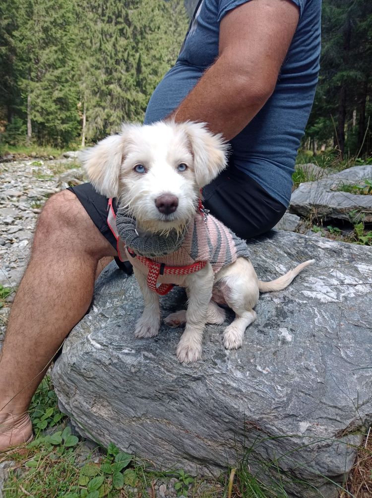 BLUE (TZUTZU (Tuturica) )- Chiot femelle de petite taille à l'âge adulte - Née environ en Janvier 2022 - Refuge de Oana- Adoptée par Anne Marie en Belgique  31091810