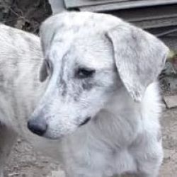 ALIZEE - Femelle croisée Lévrier Greyhound de taille moyenne - Née environ en 2021- Réservée à l'adoption par Elodie en France ( département 34)Disparue ???? 31111811