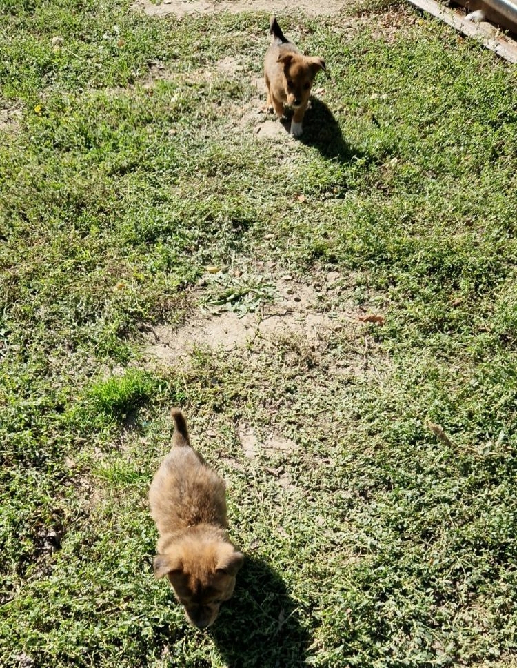 WOODY - Chiot mâle croisé de petite taille à l'âge adulte - Né environ en Septembre 2022 - Refuge de Camelia - Adopté par Maëlis en France  31136211