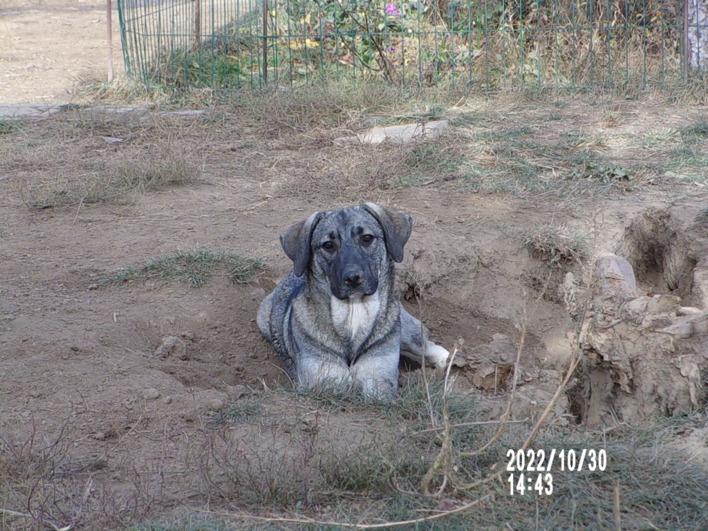 PUMBA (Pablo) - Mâle croisé de taille moyenne - Né environ en Janvier 2022 31141710