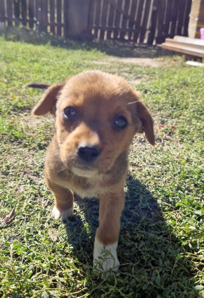 WOODY - Chiot mâle croisé de petite taille à l'âge adulte - Né environ en Septembre 2022 - Refuge de Camelia - Adopté par Maëlis en France  31149211