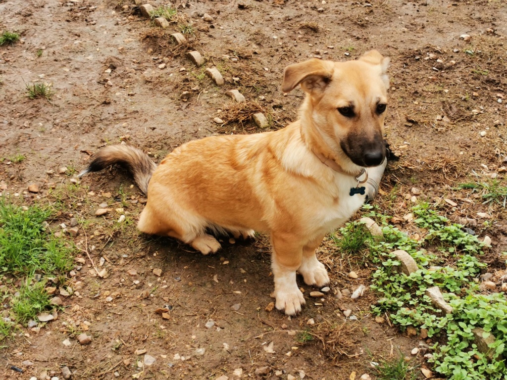 VALEYA (ex VALEA) - Chiot femelle croisée de petite taille à l'âge adulte - Née environ en Avril 2022 - Adoptée par Angélique en France (dpt 62)  31260210