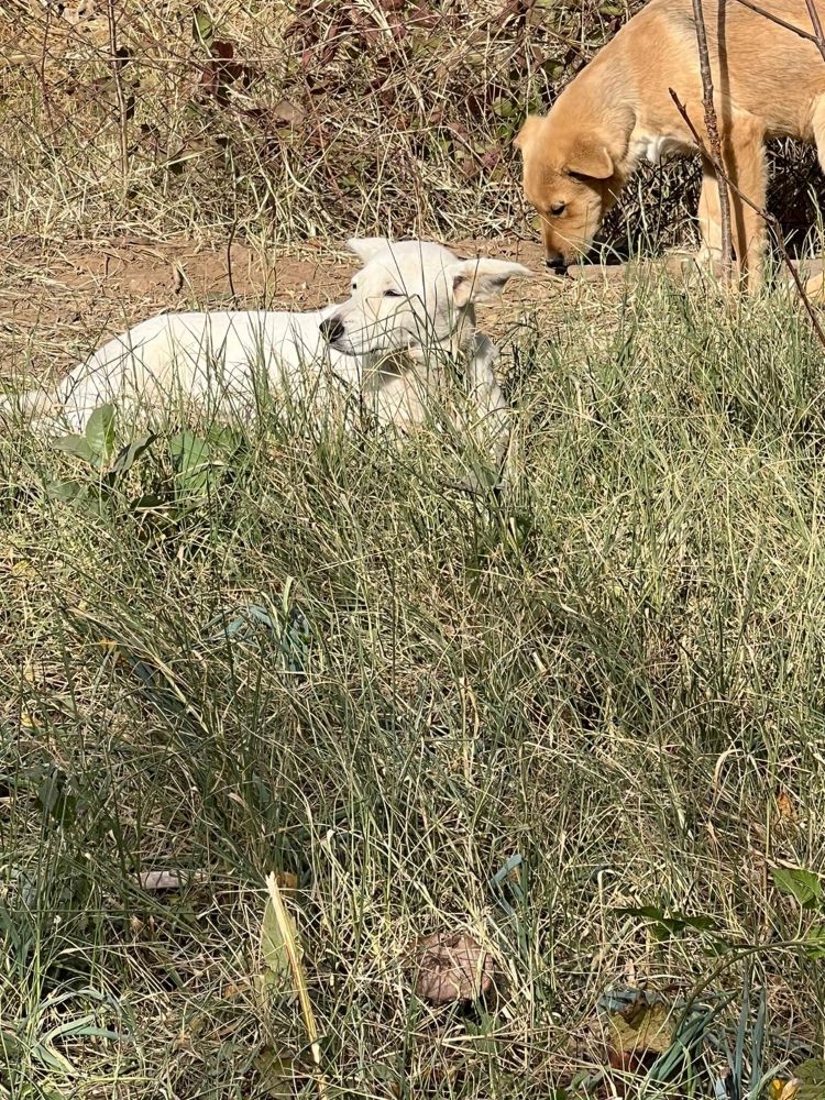 CATELYN - Femelle croisée de taille petite à moyenne - Née environ en 2020 - Adoptée par Richard en France (département 45) 31292311