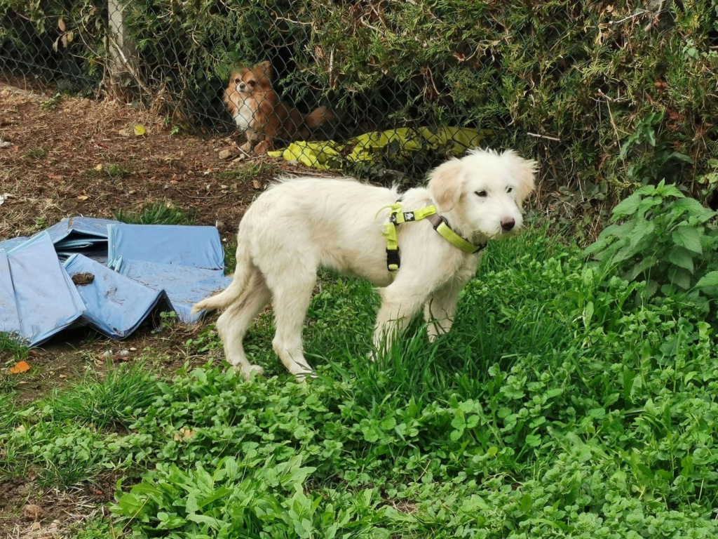 GAÏA (ex PERLA) - Chiot femelle croisée de taille moyenne à l'âge adulte - Née environ en Juin 2022 - Adoptée par Emmanuelle en France (dpt 28) 31313810