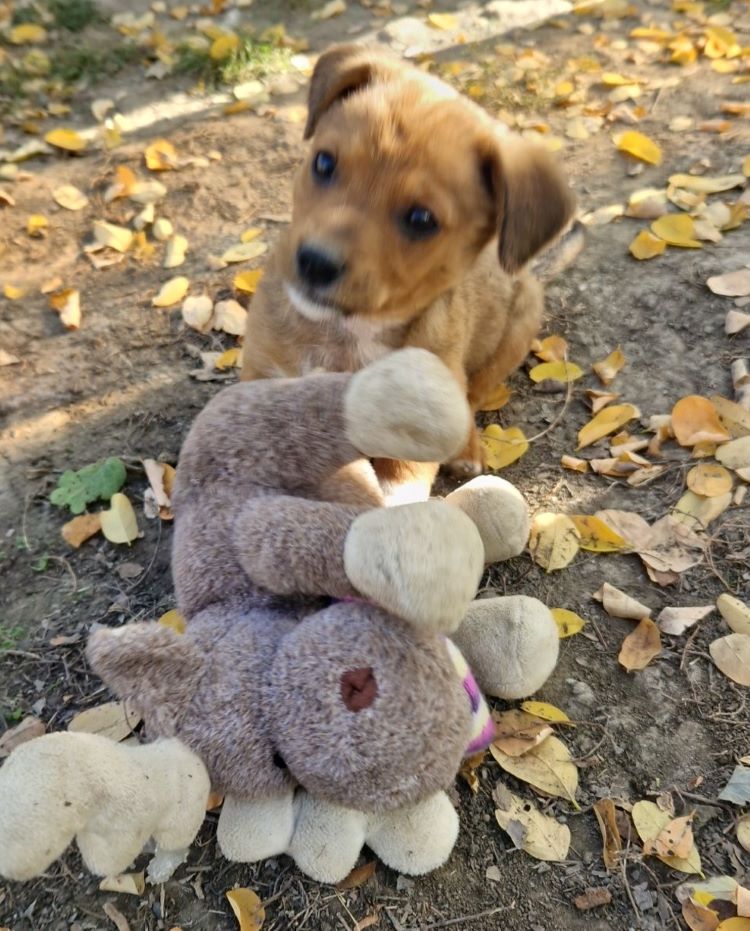 WOODY - Chiot mâle croisé de petite taille à l'âge adulte - Né environ en Septembre 2022 - Refuge de Camelia - Adopté par Maëlis en France  31339210