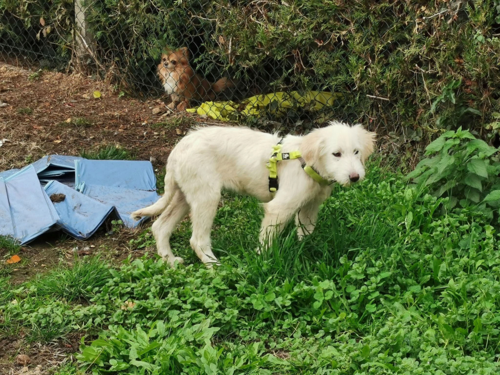 GAÏA (ex PERLA) - Chiot femelle croisée de taille moyenne à l'âge adulte - Née environ en Juin 2022 - Adoptée par Emmanuelle en France (dpt 28) 31349011