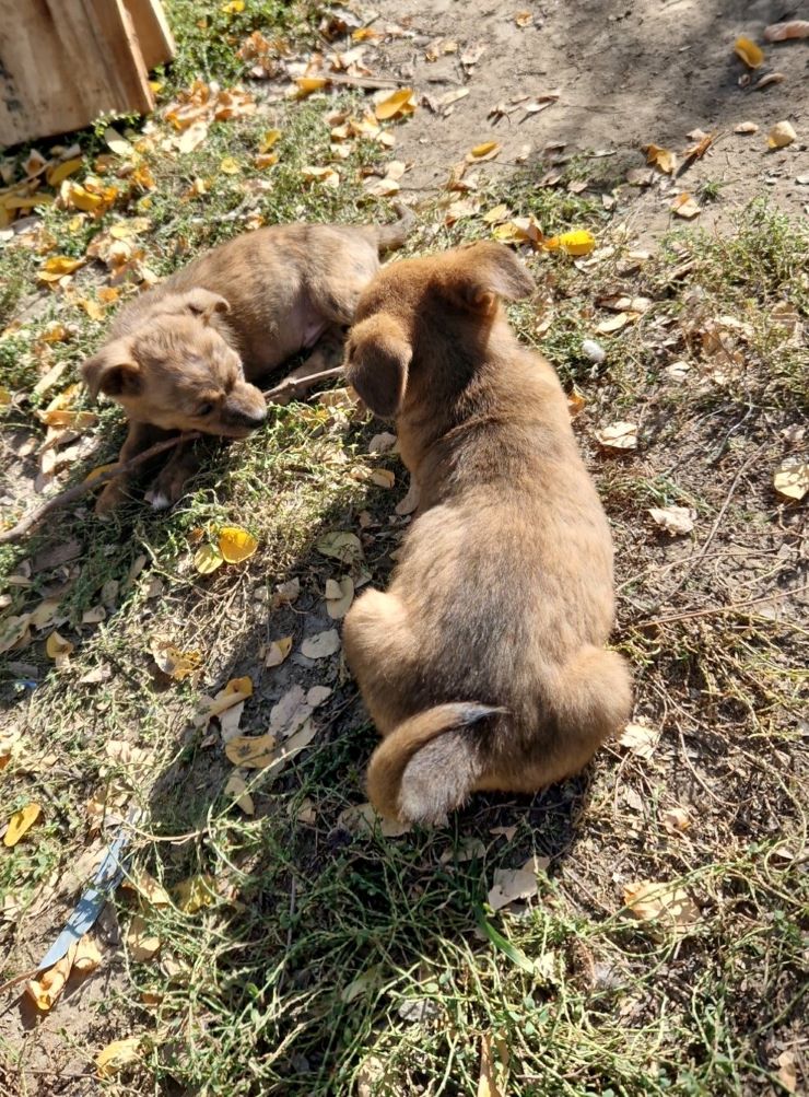 WOODY - Chiot mâle croisé de petite taille à l'âge adulte - Né environ en Septembre 2022 - Refuge de Camelia - Adopté par Maëlis en France  31369510