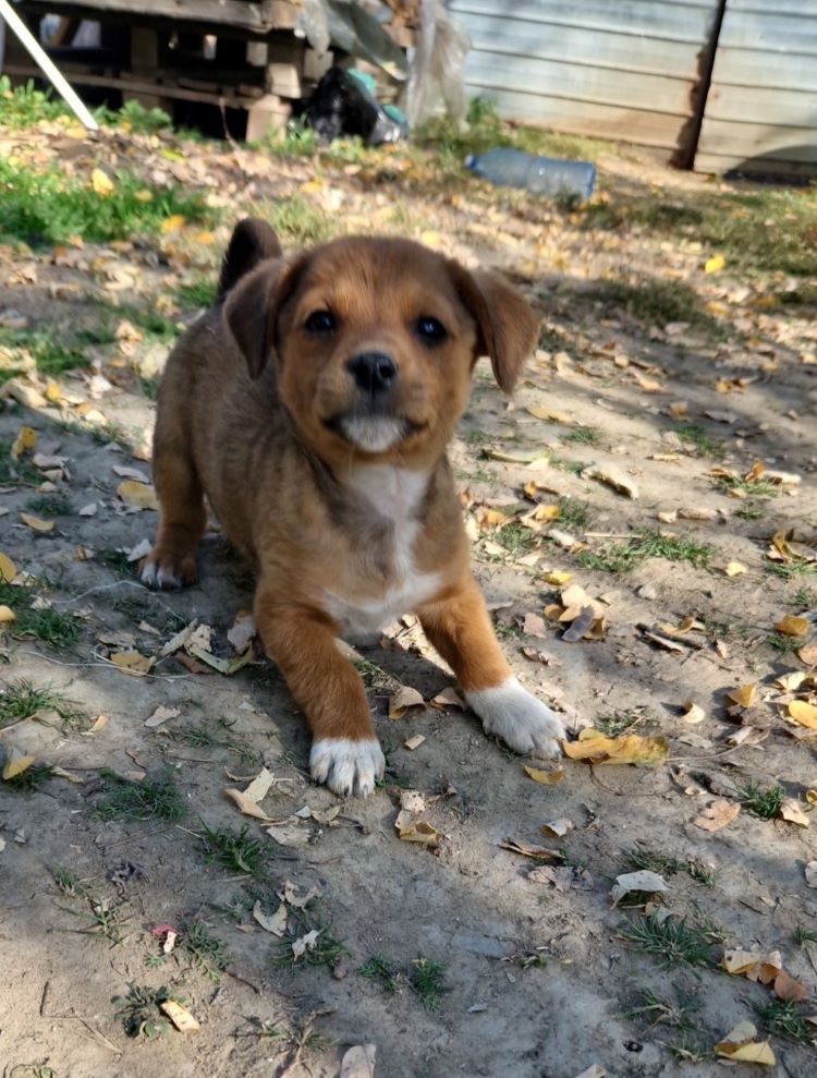 WOODY - Chiot mâle croisé de petite taille à l'âge adulte - Né environ en Septembre 2022 - Refuge de Camelia - Adopté par Maëlis en France  31378311