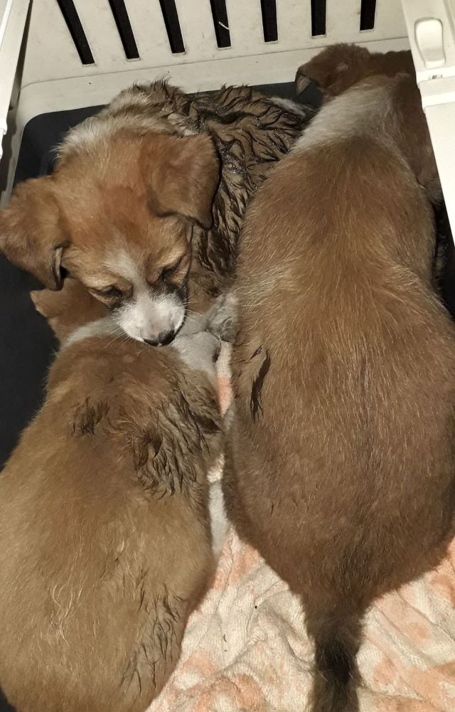 ASKA ( ex ADELLA ) - Chiot femelle croisée de taille petite à moyenne à l'âge adulte - Née environ en Août 2022 - Adoptée par Alexandra en France  31386710